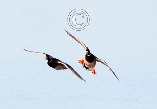 Mallard Drakes in Flight DM0416